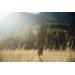 Spodenki męskie Pico Trail Jack Wolfskin - slate green