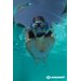 Zestaw do nurkowania: maska + fajka Snorkel Set Pro Palau Schildkrot Fun Sport